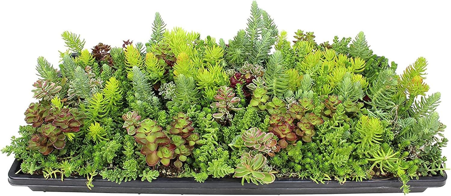 Altman 10" x 20" Hardy Sedum Groundcover Mat